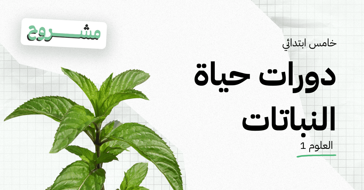 القورو - Algooru - شرح درس دورات حياة النباتات